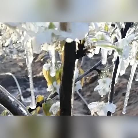 山东今明后7天最新天气,大范围降温来袭,多地将迎降雨与霜冻 山东今明后7天最新天气,大范围降温来袭,多地将迎降雨与霜冻